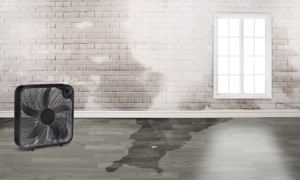 Best Water damage contractors near me  in Ore City, TX